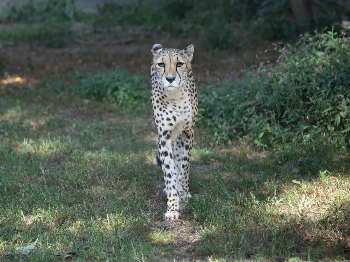 Cheetah walking towards me.