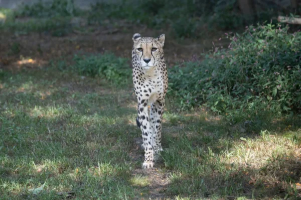 Cheetah walking towards me.
