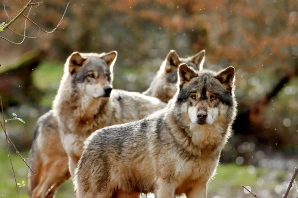 Three Wolves